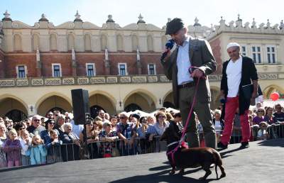 Dlaczego ludzie tak bardzo lubią ubierać jamniki? - zdjęcie 33