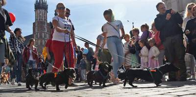 Dlaczego ludzie tak bardzo lubią ubierać jamniki? - zdjęcie 20