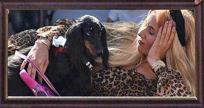 Dlaczego ludzie tak bardzo lubią ubierać jamniki? - zdjęcie 39