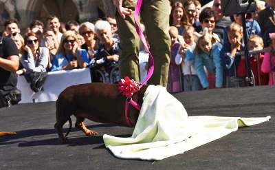 Dlaczego ludzie tak bardzo lubią ubierać jamniki? - zdjęcie 34