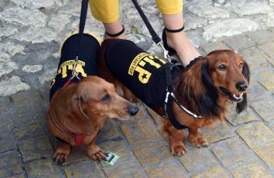 Dlaczego ludzie tak bardzo lubią ubierać jamniki? - zdjęcie 1