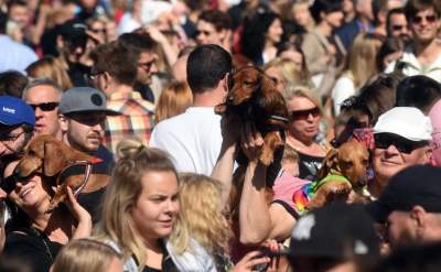 Dlaczego ludzie tak bardzo lubią ubierać jamniki? - zdjęcie 24