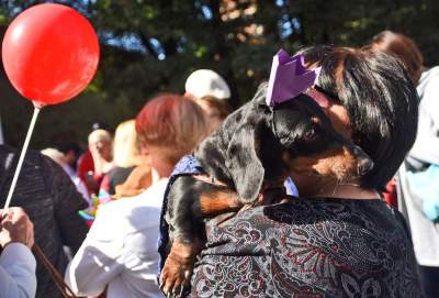 Dlaczego ludzie tak bardzo lubią ubierać jamniki? - zdjęcie 9