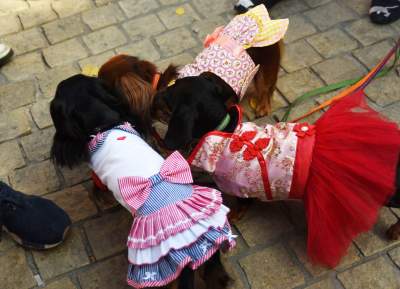 Dlaczego ludzie tak bardzo lubią ubierać jamniki? - zdjęcie 8