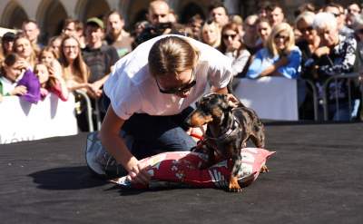 Dlaczego ludzie tak bardzo lubią ubierać jamniki? - zdjęcie 36