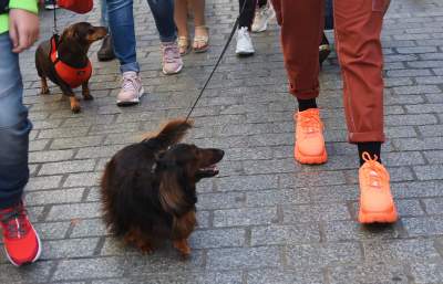 Dlaczego ludzie tak bardzo lubią ubierać jamniki? - zdjęcie 14