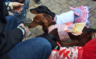 Dlaczego ludzie tak bardzo lubią ubierać jamniki? - zdjęcie 7