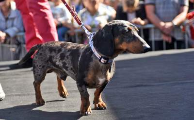Dlaczego ludzie tak bardzo lubią ubierać jamniki? - zdjęcie 32
