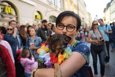Dlaczego ludzie tak bardzo lubią ubierać jamniki? - zdjęcie 12