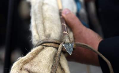 Postanowiła przyjechać do Krakowa konno, jechała ponad rok... - zdjęcie 25