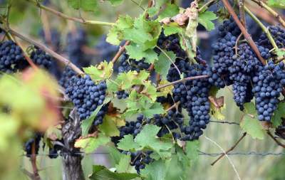 Jesień w najpiękniejszej polskiej winnicy... - zdjęcie 10