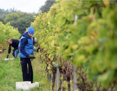 Jesień w najpiękniejszej polskiej winnicy... - zdjęcie 17