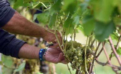 Jesień w najpiękniejszej polskiej winnicy... - zdjęcie 15