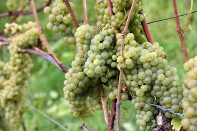 Jesień w najpiękniejszej polskiej winnicy... - zdjęcie 4