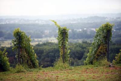 Jesień w najpiękniejszej polskiej winnicy... - zdjęcie 14
