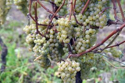 Jesień w najpiękniejszej polskiej winnicy... - zdjęcie 1