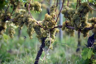 Jesień w najpiękniejszej polskiej winnicy... - zdjęcie 6