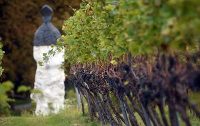 Jesień w najpiękniejszej polskiej winnicy... - zdjęcie 12