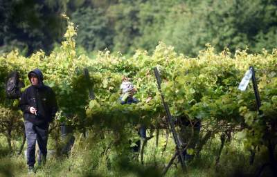 Jesień w najpiękniejszej polskiej winnicy... - zdjęcie 20