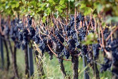 Jesień w najpiękniejszej polskiej winnicy... - zdjęcie 7