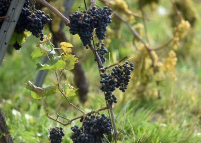 Jesień w najpiękniejszej polskiej winnicy... - zdjęcie 9