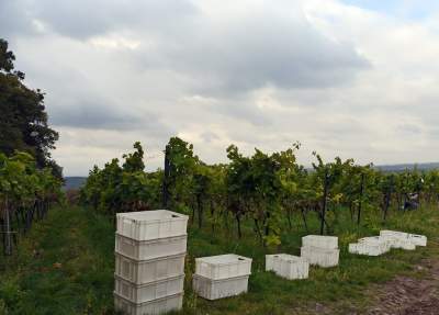 Jesień w najpiękniejszej polskiej winnicy... - zdjęcie 3