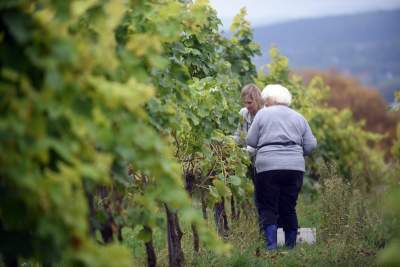 Jesień w najpiękniejszej polskiej winnicy... - zdjęcie 5