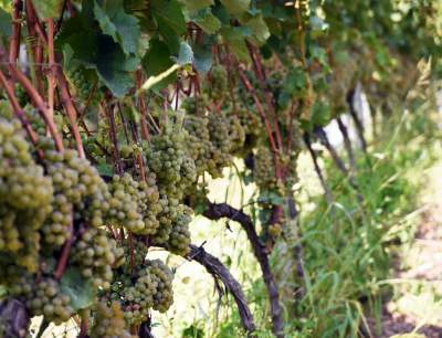 Jesień w najpiękniejszej polskiej winnicy... - zdjęcie 19