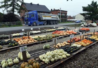 Królestwo dyni pod Krakowem: tylko jesienią takie widoki - zdjęcie 2