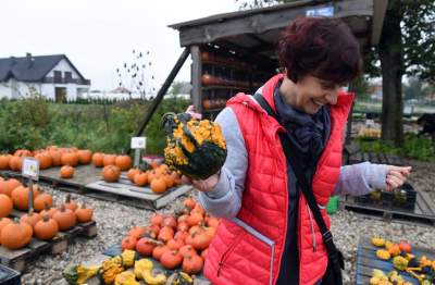 Królestwo dyni pod Krakowem: tylko jesienią takie widoki - zdjęcie 12