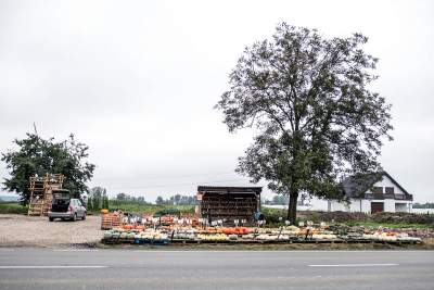 Królestwo dyni pod Krakowem: tylko jesienią takie widoki - zdjęcie 7