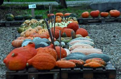 Królestwo dyni pod Krakowem: tylko jesienią takie widoki - zdjęcie 11