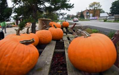 Królestwo dyni pod Krakowem: tylko jesienią takie widoki - zdjęcie 10