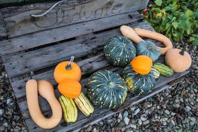 Królestwo dyni pod Krakowem: tylko jesienią takie widoki - zdjęcie 3