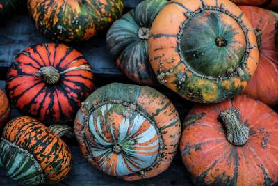 Królestwo dyni pod Krakowem: tylko jesienią takie widoki - zdjęcie 5