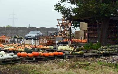 Królestwo dyni pod Krakowem: tylko jesienią takie widoki - zdjęcie 15