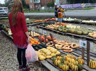 Królestwo dyni pod Krakowem: tylko jesienią takie widoki - zdjęcie 13