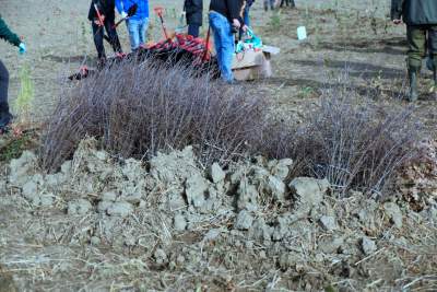Tu wyrośnie Las Prawiek, w hołdzie noblistce - zdjęcie 4