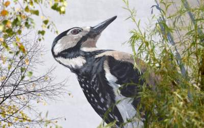 Dosłownie odlotowe murale, mieszkańcy zachwyceni - zdjęcie 7