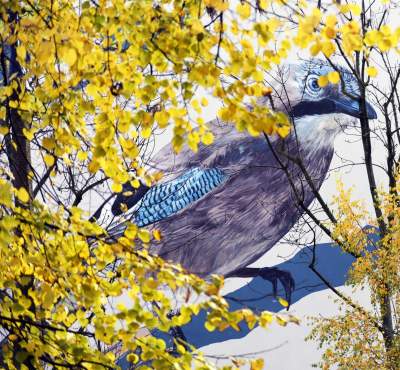 Dosłownie odlotowe murale, mieszkańcy zachwyceni - zdjęcie 5