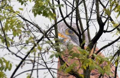 Dosłownie odlotowe murale, mieszkańcy zachwyceni - zdjęcie 11