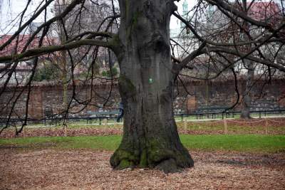 Planty: pierwsza w Krakowie galeria z pomnikami - zdjęcie 22