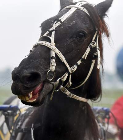 Chcecie oglądać takie imprezy na Błoniach? Kolejna petycja - zdjęcie 6