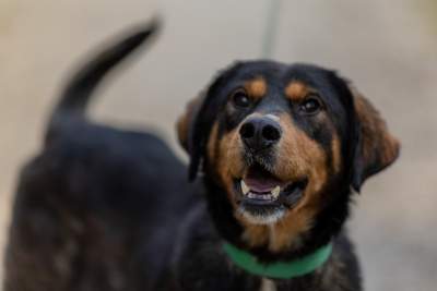 Bohaterowie psiego, literackiego kalendarza. Fot. Marcin Oliva Soto - zdjęcie 12