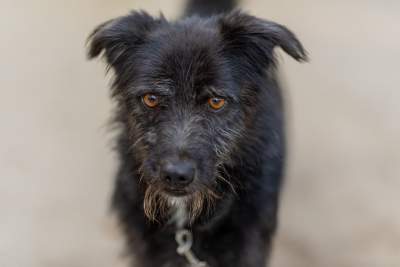 Bohaterowie psiego, literackiego kalendarza. Fot. Marcin Oliva Soto - zdjęcie 7