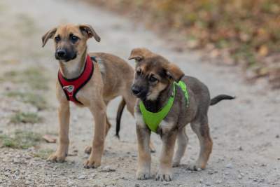 Bohaterowie psiego, literackiego kalendarza. Fot. Marcin Oliva Soto - zdjęcie 16