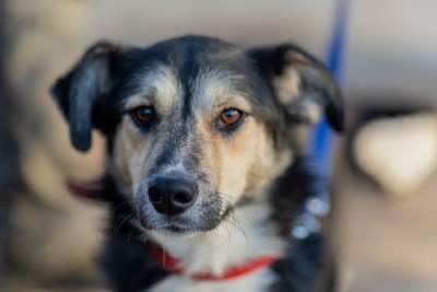 Bohaterowie psiego, literackiego kalendarza. Fot. Marcin Oliva Soto - zdjęcie 4