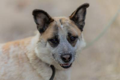 Bohaterowie psiego, literackiego kalendarza. Fot. Marcin Oliva Soto - zdjęcie 6