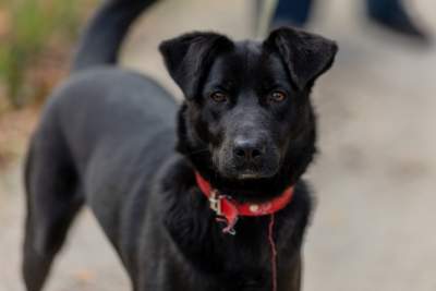 Bohaterowie psiego, literackiego kalendarza. Fot. Marcin Oliva Soto - zdjęcie 8