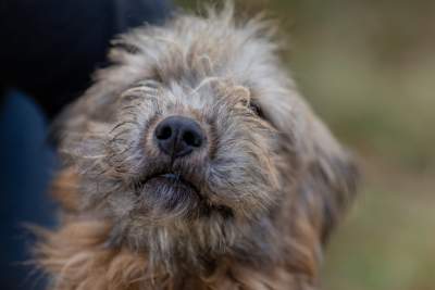 Bohaterowie psiego, literackiego kalendarza. Fot. Marcin Oliva Soto - zdjęcie 9